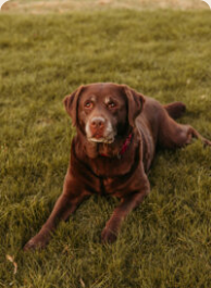 Labrador Sem op het gras